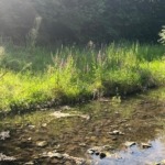 Rarität in Traumlage – Wohnen am Bach mit unverbaubarem Blick