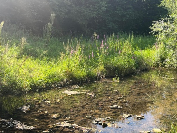 Rarität in Traumlage – Wohnen am Bach mit unverbaubarem Blick